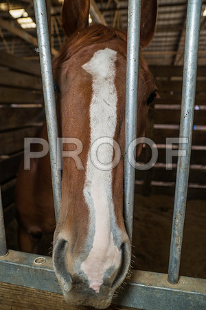 _DSC6496
