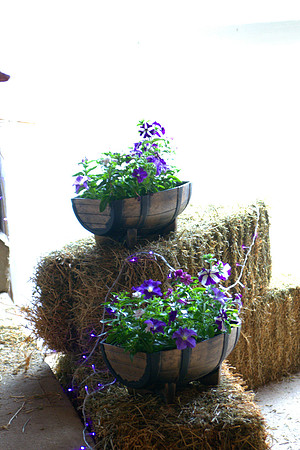 DSC00310 -1